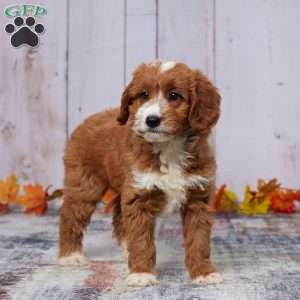 Zaylee, Mini Goldendoodle Puppy